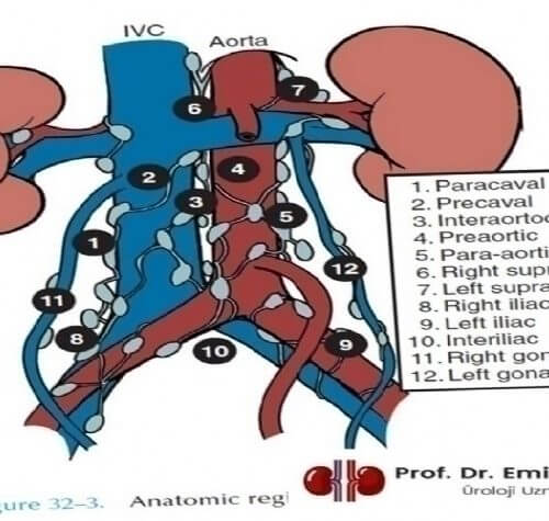 Testisin Lenf Bezleri ve Testis Kanserinin En Sık Yayıldığı Organlar