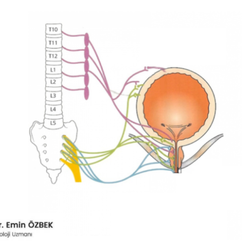 Nörojenik Mesane Nedir, Nedenleri, Belirtileri, Tanı ve Tedavisi