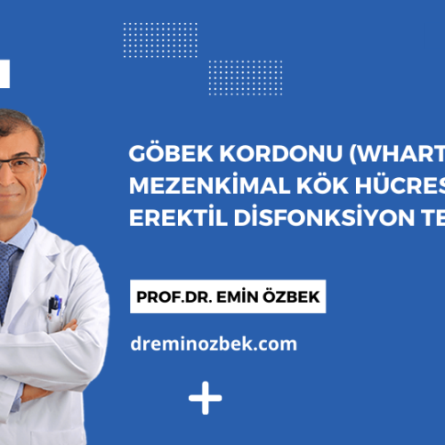 Göbek Kordonu (Wharton Jeli) Mezenkimal Kök Hücresi İle Erektil Disfonksiyon Tedavisi