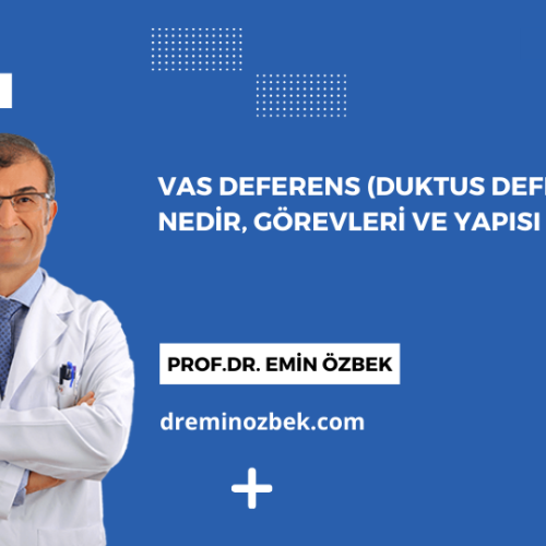 Vas Deferens (Duktus Deferens): Nedir, Görevleri ve Yapısı