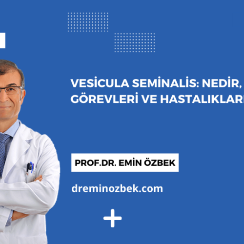 Vesicula Seminalis: Nedir, Görevleri ve Hastalıkları
