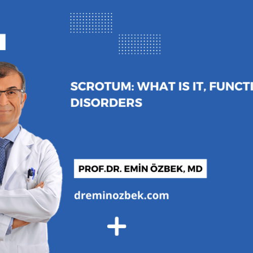 Scrotum: What is it, Functions and Disorders