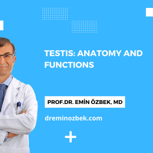 Testis: Anatomy and Functions