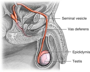 Vas Deferens