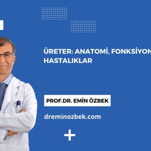 Üreter: Anatomi, Fonksiyonlar ve Hastalıklar