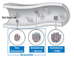 Total ve Serbest Testosteron