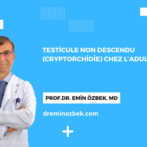 Testicule Non Descendu (Cryptorchidie) Chez l’adulte